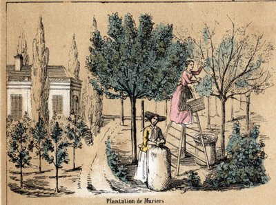 Description de la culture et des produits de la soie : plantation de muriers. Planche "La soie" dans "Les Récréations instructives" peinture synoptique de Jules Delbruck, gravure de 1860. Collection privée. - French School