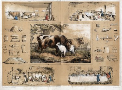 Description des différents produits et usages de la vache : traite et production de lait de vache, vue d