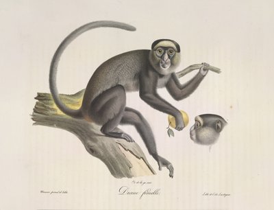 Diane femelle, de Histoire Naturelle des Mammifères - French School