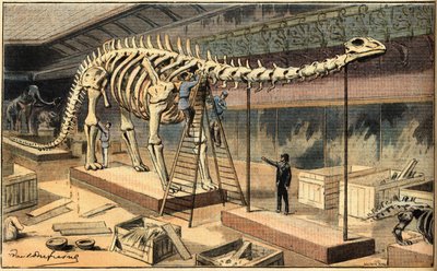 Fossile de diplodocus au Muséum d