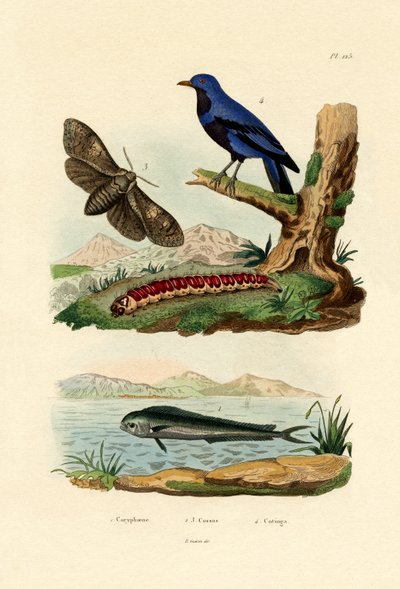 Dorade coryphène - French School