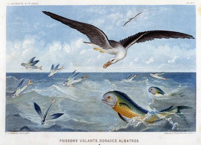 Dorades, poissons volants, albatros - dans « Le Monde de la Mer » par Alfred Fredol. éd. Paris, Hachette. - French School
