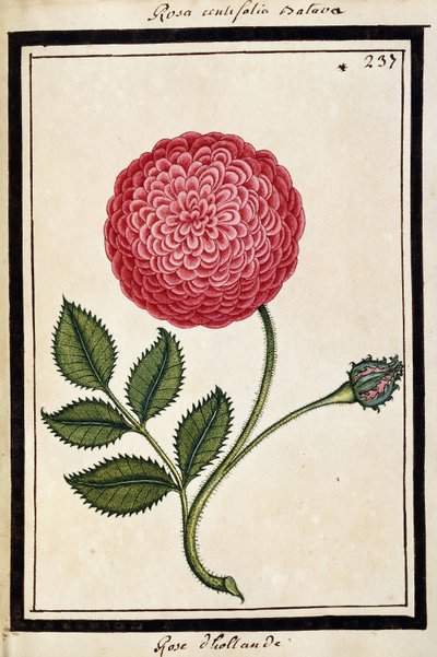 Rose hollandaise, vers 1700 - French School