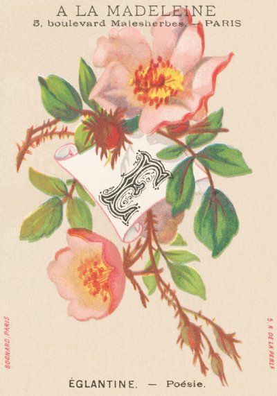 E: églantine - poésie - French School