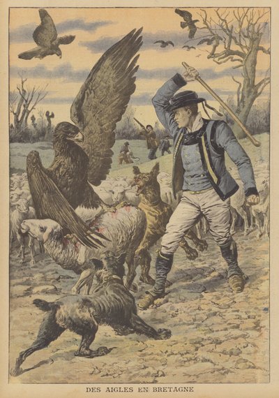 Aigles attaquant un troupeau de moutons en Bretagne (lithographie couleur) - French School