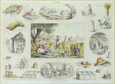 Illustration éducative du maïs, c.1860-70 - French School
