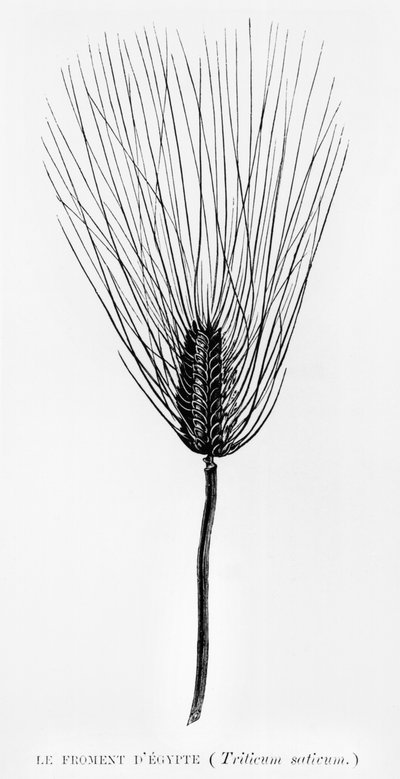 Blé égyptien, illustration de L