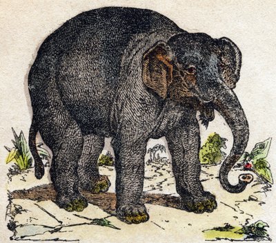Éléphant. Gravure dans « Alphabet des animaux sauvages ». 9e Série. Imagerie d