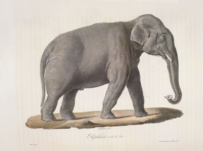 Éléphant mâle d