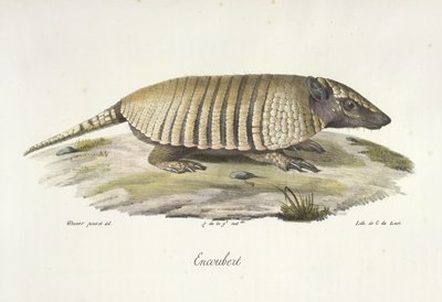 Encoubert, Tatou, de Histoire Naturelle des Mammifères - French School