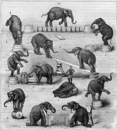 Exercices effectués par des éléphants à l