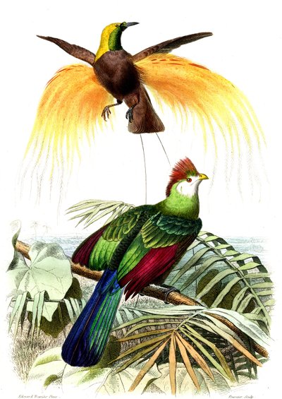 Oiseaux exotiques : le petit paradis émeraude et le Touraco Pauline - French School