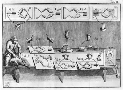 Expérience sur des grenouilles, illustration de De viribus electricitatis in motu muscumari - French School
