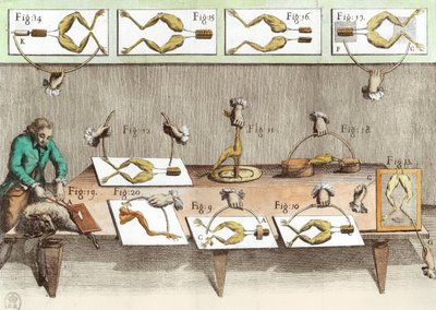 Expérience sur des grenouilles, illustration de De viribus electricitatis in motu muscumari (coloration ultérieure) - French School