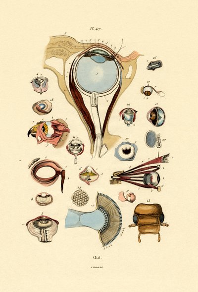 Yeux - French School