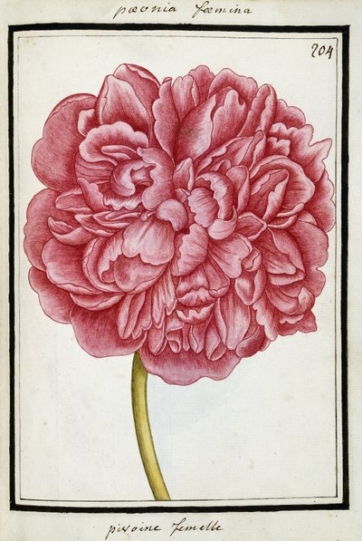 Pivoine femelle - French School