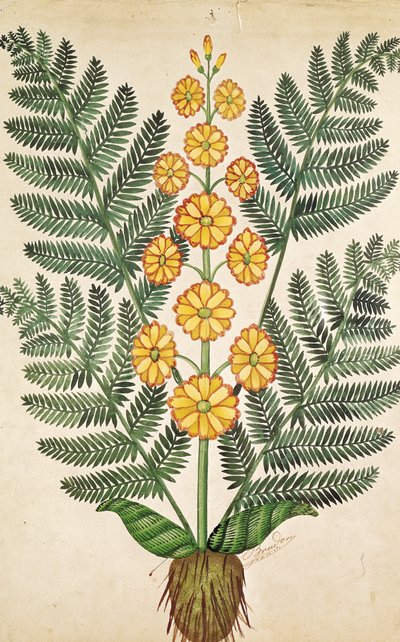 Fougère avec des fleurs jaunes, planche d