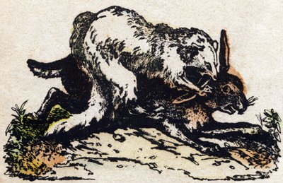 Furet. Gravure dans "Alphabet des animaux sauvages". 9e Série. Imagerie d