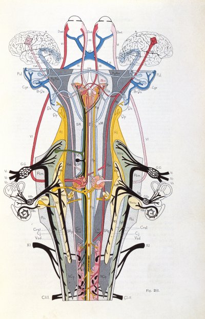 Fig. 212 de Semiologie des Affections du Système Nerveux par J. Dejerine, 1914 - French School