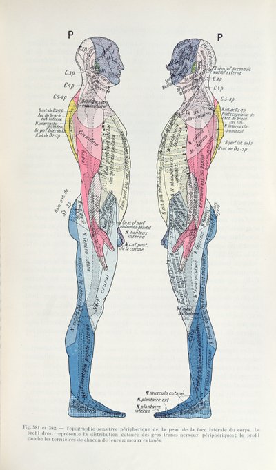 Fig. 381 & 382 Le système nerveux, de la Sémiologie des Affections du Système Nerveux par J. Dejerine, 1914 - French School