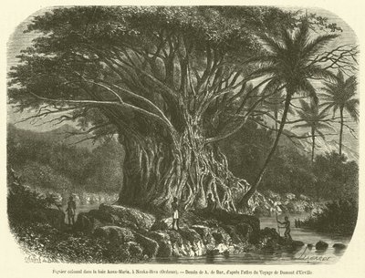 Figuier colossal dans la baie Anna-Maria, à Nouka-Hiva, Océanie (gravure) - French School