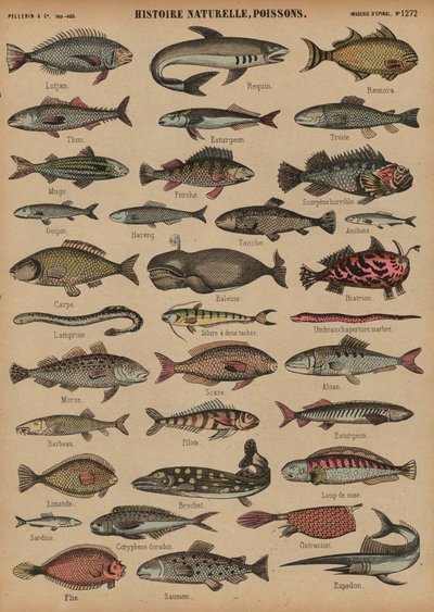 Poissons - French School
