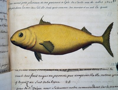 Poisson aussi gros que la morue, Île De La Santé, aquarelle du journal de bord - French School