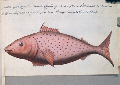 Poisson appelé Grande Bouche, île de Sao Vicente, Cap-Vert, aquarelle du journal de bord - French School