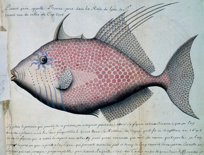 Poisson appelé Bource, île de Sao Vicente, Cap-Vert, aquarelle du journal de bord de Jacques Gouin de Beauchesne, capitaine de la Compagnie royale de la Mer du Sud, de 1698 à 1701, France - French School