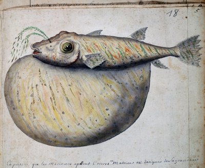 Poisson appelé Crocros, île de Sao Vicente, Cap-Vert, aquarelle du journal de bord - French School