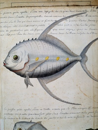 Poisson appelé Lisse, île de São Vicente, Cap-Vert, aquarelle du journal de bord de Jacques Gouin de Beauchesne (1652-1730), capitaine de la Compagnie royale de la Mer du Sud, de 1698 à 1701, France - French School