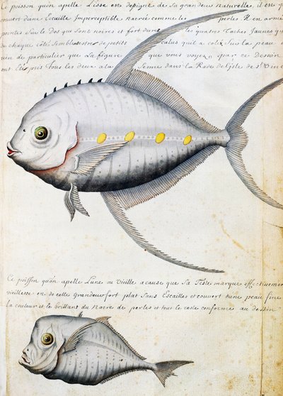 Poisson appelé Lisse et poisson-lune, île de Sao Vicente, Cap-Vert, aquarelle du journal de bord par Jacques Gouin de Beauchesne (1652-1730), capitaine de la Compagnie royale de la Mer du Sud, de 1698 à 1701, France - French School