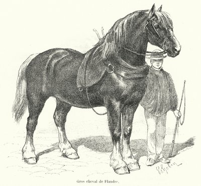 Cheval de trait flamand - French School