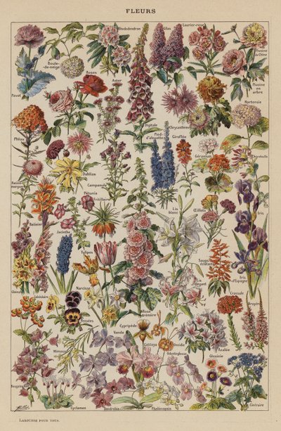 Fleurs - French School