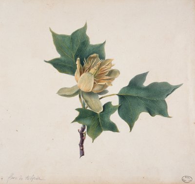 Fleur de Tulipier - French School