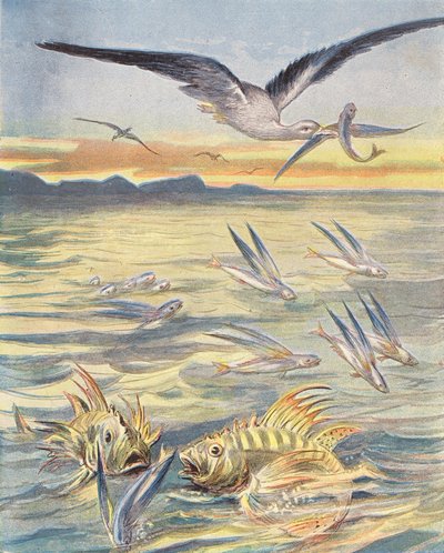 Poisson volant (lithographie couleur) - French School