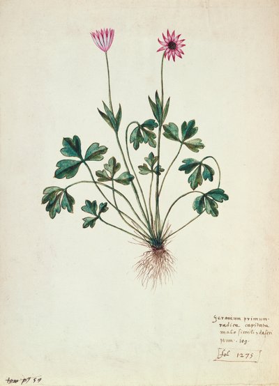 Fol.1275 Géranium - French School