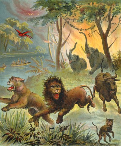 Feu de forêt en Afrique - French School