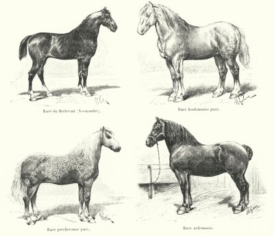 Quatre races de chevaux français : Merlerault, Boulonnaise, Percheronne, Ardennaise - French School