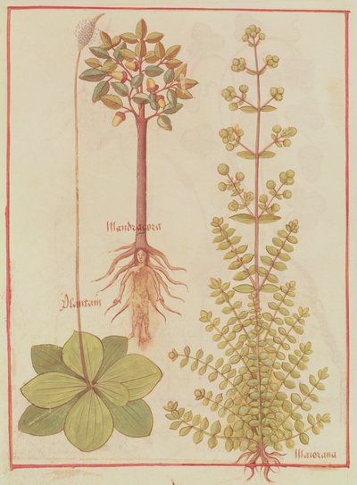 Fr 12322 f.180v Plantain, marjolaine et mandragore, du Livre des Simples Médecines, c.1520-30 - French School
