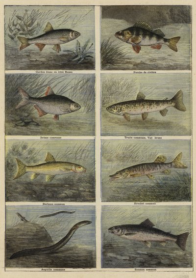 Poissons d