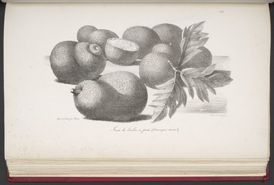 Fruit, de Voyage pittoresque autour du monde, avec des portraits de sauvages d