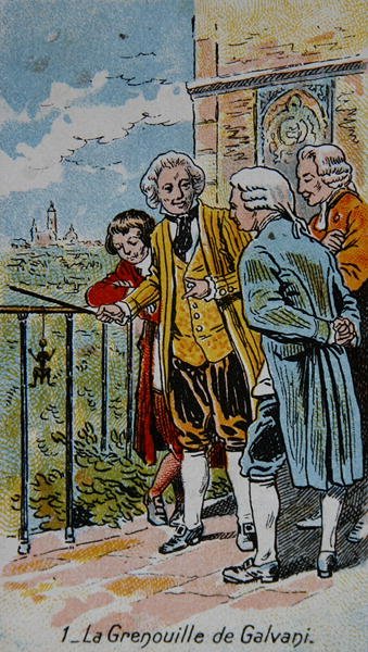 La grenouille de Galvani, illustration d