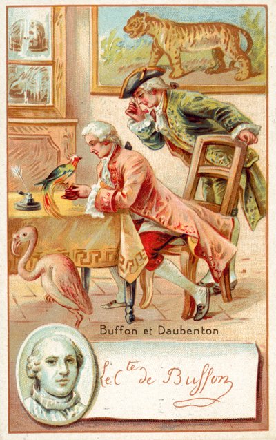 Georges-Louis Leclerc, Comte de Buffon, et Louis-Jean-Marie Daubenton, naturalistes français - French School
