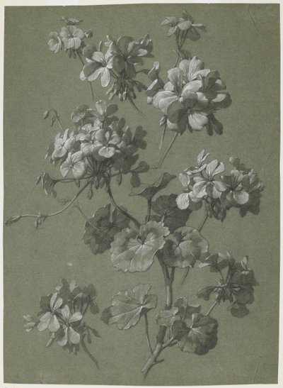 Géranium (Pelargonium sp.), c.1800 - French School