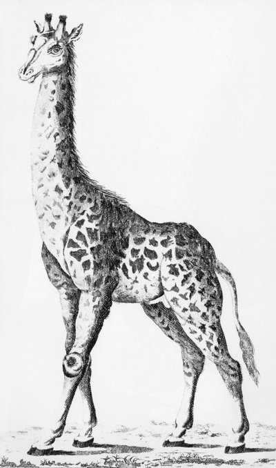 Girafe rapportée par M. Levaillant lors de son voyage en Afrique, illustration des Observations sur la Physique, sur l