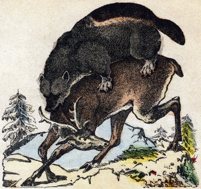 Glouton. Gravure dans « Alphabet des animaux sauvages ». 9e Série. Imagerie d