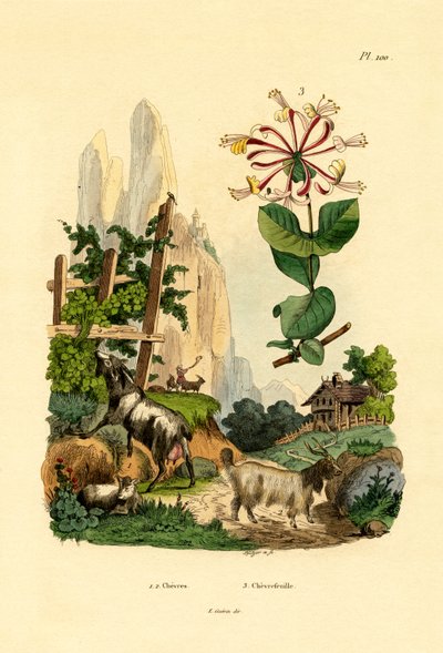 Chèvres, 1833-39 - French School