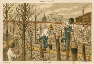 Greffage des arbres - French School