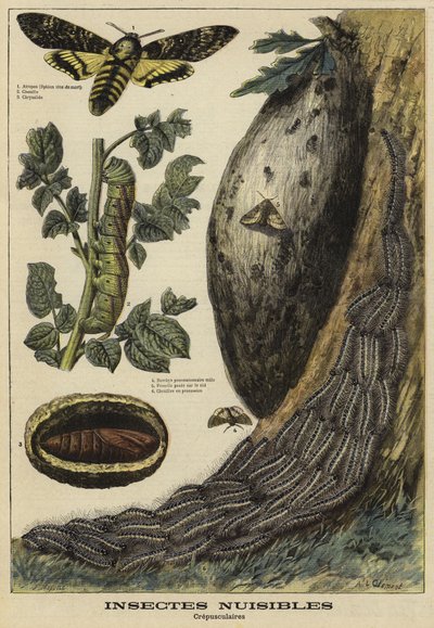 Insectes nuisibles : Sphinx tête de mort - French School